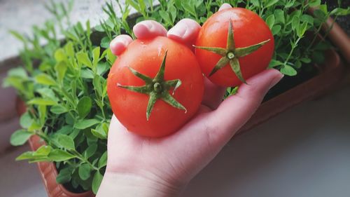 Close-up of cropped hand holding tomatoes