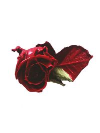 Close-up of red rose against white background