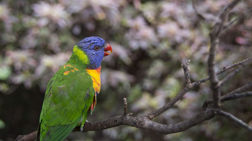 Close-up of parrot perching on tree