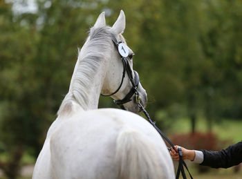 Close-up of white riding horse