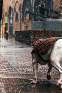 Horse standing on wet street in rainy season