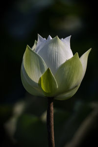 Close-up of lotus water lily