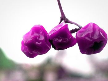 Close-up of pink rose