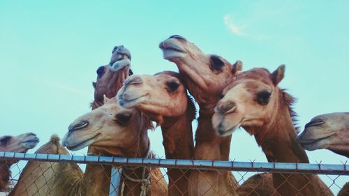 Close-up of horses against clear sky