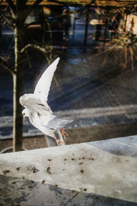 Close-up of seagull flying