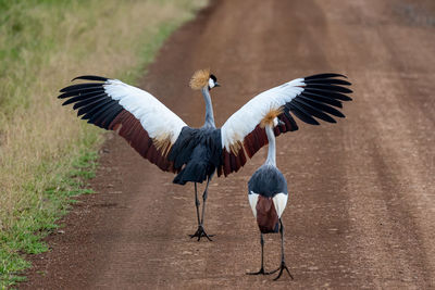 View of birds flying