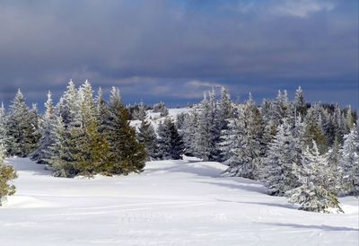 Trees on snow covered land against sky