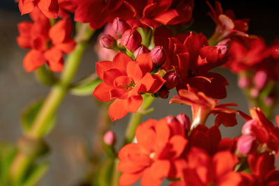 Close-up of pink flowering plants