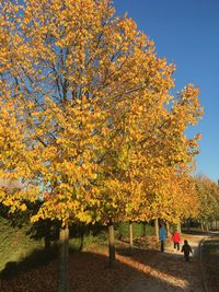 Trees in park during autumn