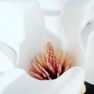 Close-up of flowers