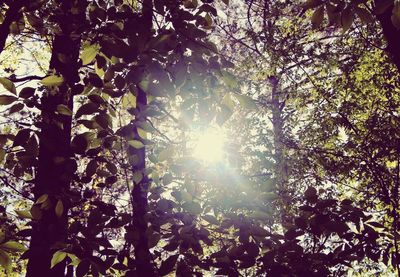 Low angle view of trees in forest against bright sun