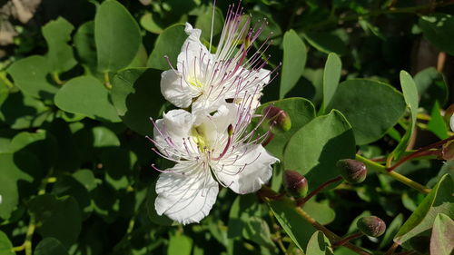 Close-up of white flowering plant