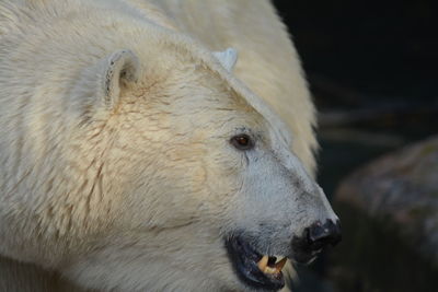 Zoologisk have danmark valby