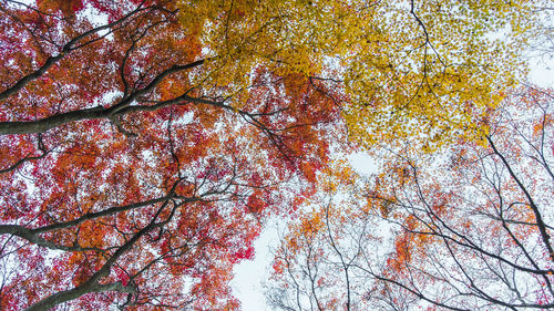 Low angle view of trees against sky during autumn