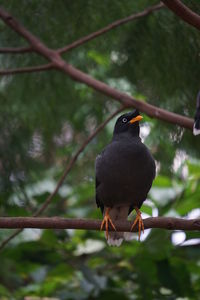 Close-up of bird perching on railing