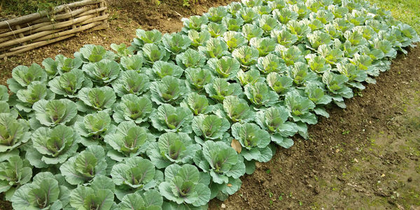 High angle view of succulent plants growing on field