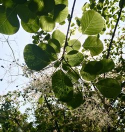 Low angle view of leaves