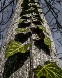 Low angle view of tree trunk