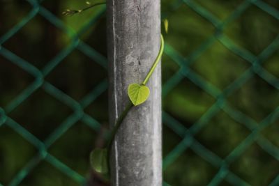 Close-up of green leaf on fence
