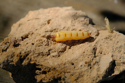 Close-up of a rock