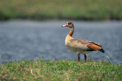 Close-up of duck on grassy field