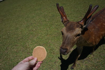 Close-up of hand feeding deer on field