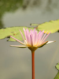 Close-up of water lily in lake