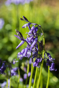 Close-up of purple flowers blooming