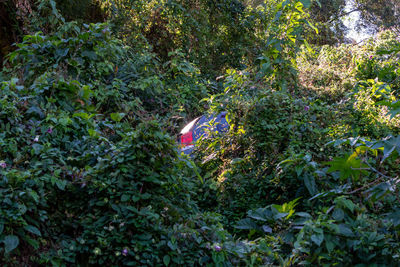 View of plants in forest