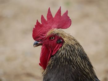 Close-up of rooster