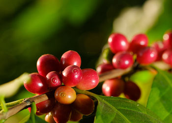 Close-up of cherries growing on plant