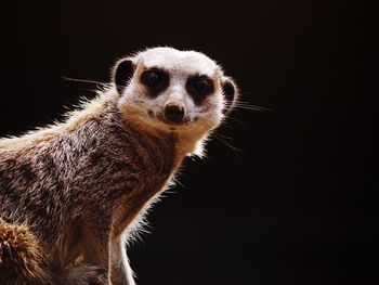 Close-up portrait of a meerkat over black background