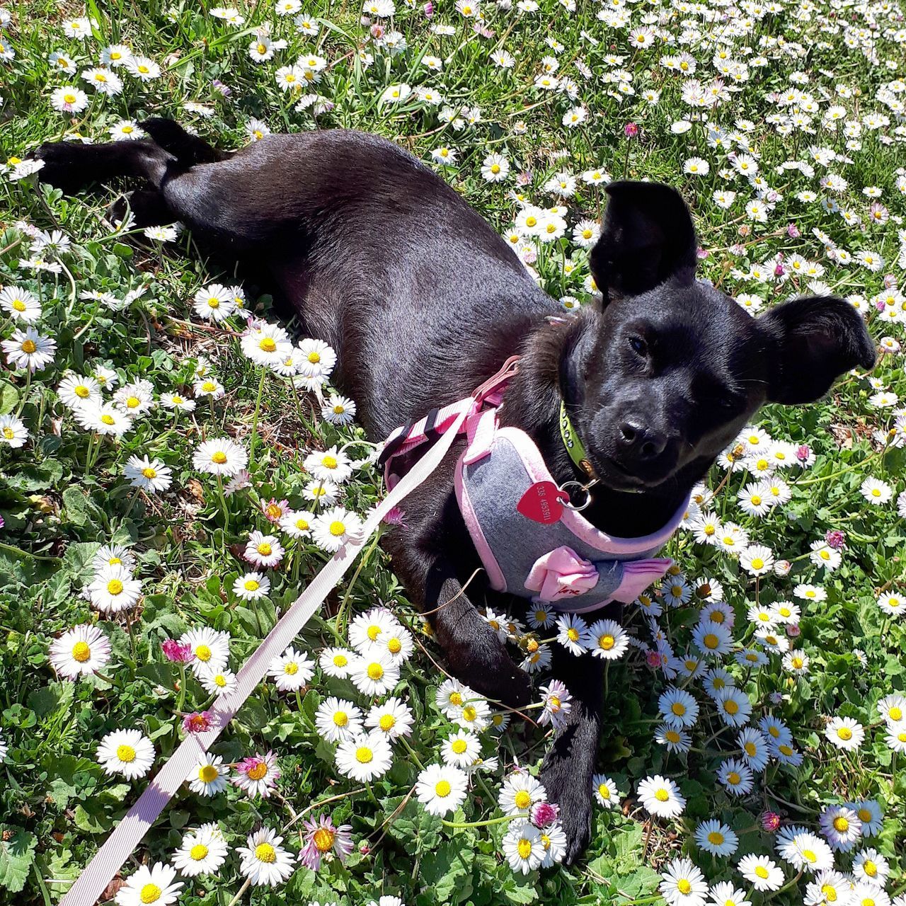 HIGH ANGLE VIEW OF BLACK DOG ON FLOWER