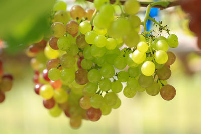 Close-up of grapes growing in vineyard