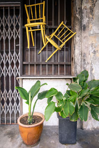 Close-up of potted plant against building