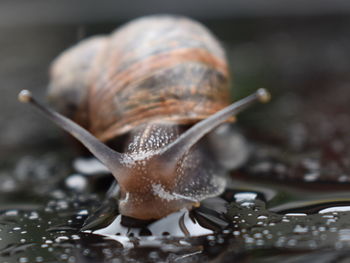 Close-up of snail on leaf