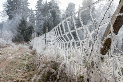 Snow covered plants against sky