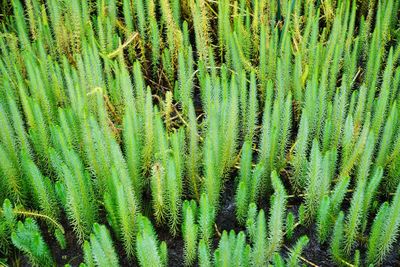 Full frame shot of succulent plant