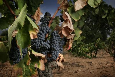 Tree growing in vineyard