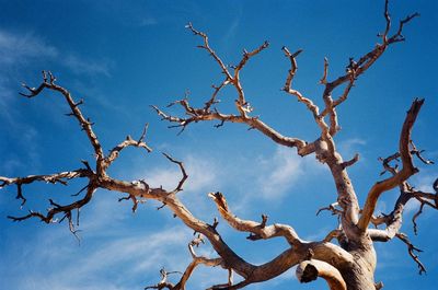 Low angle view of bare tree against blue sky