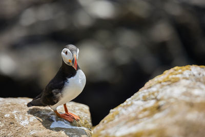 Puffin standing on a rock cliff . fratercula arctica