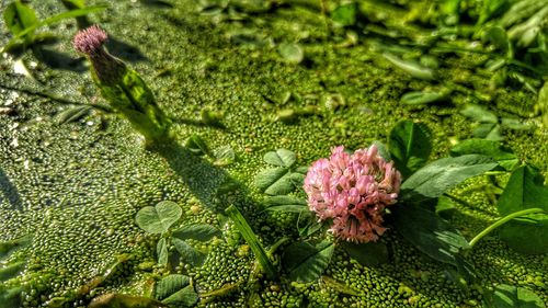 Full frame of pink flowers blooming in field