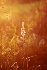 Close-up of flowering plant on field