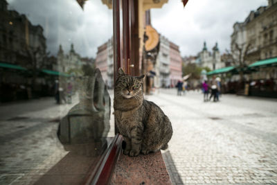 Cat sitting by door on footpath