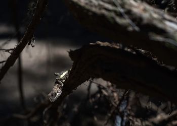 Close-up of snow on tree during winter