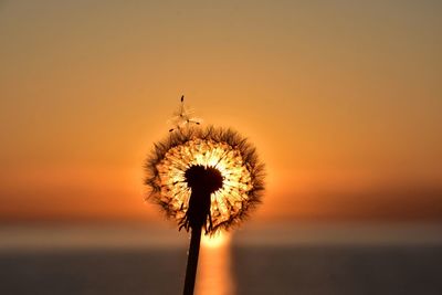 Silhouette of dandelion against orange sky