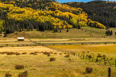 Scenic view of forest