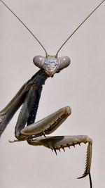 Low angle view of decoration hanging against white background