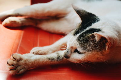 Close-up of a cat resting on floor