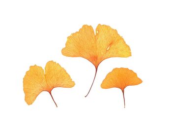 Close-up of autumn leaves against white background
